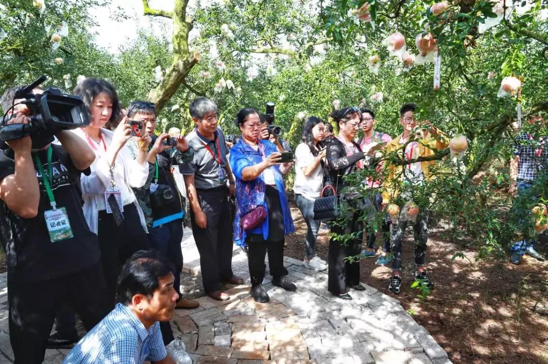 蒙自老树石榴图片大全,云南蒙自宝石石榴