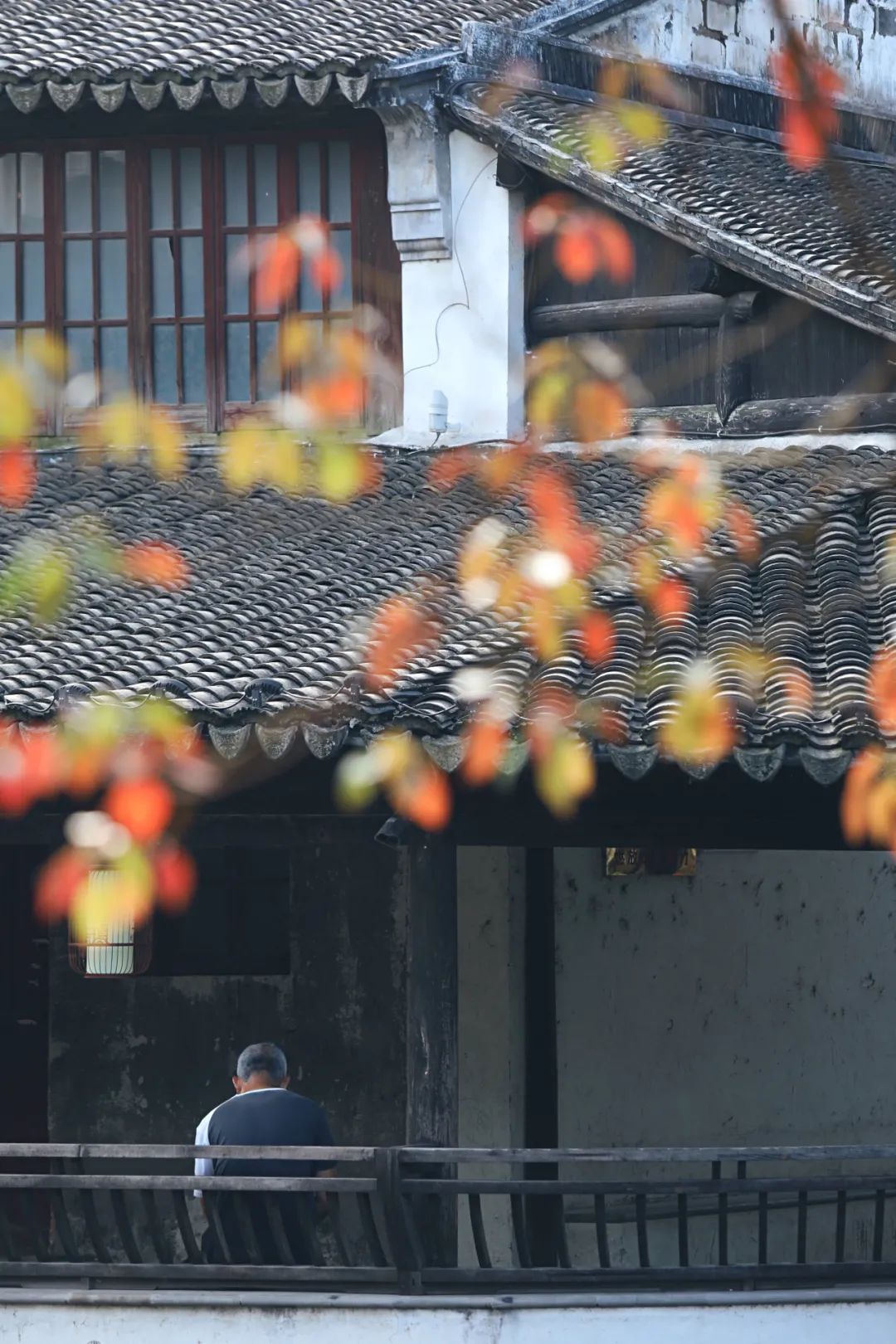 别再去西塘周庄挤了！苏州最有人间烟火气的古镇，假期依旧安静