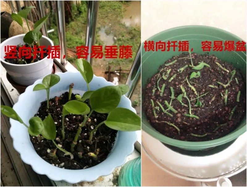 谁说绿萝知识浇浇水?很多人都养错了,绿萝应该这么养