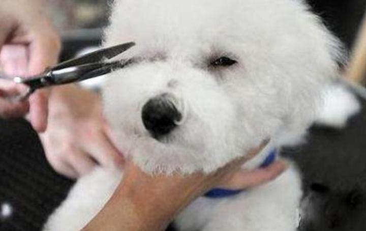 比熊遗传泪痕解决方法,比熊泪痕能吃药去掉吗