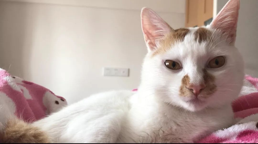 如何区分猫咪有鼻涕和泪痕,蓝白猫咪有泪痕怎么回事