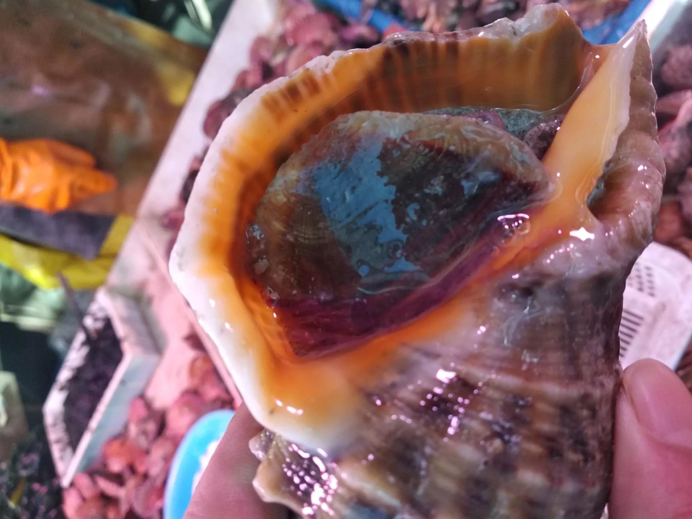 大连最好吃的海鲜品种,大连十大海鲜排名