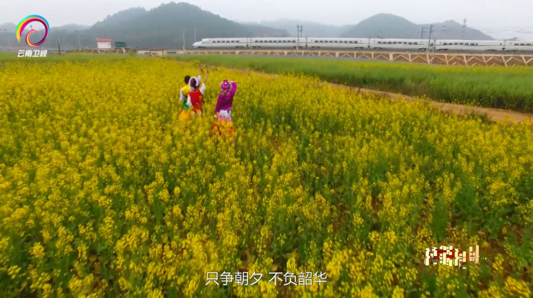 技能报国云南卫视回看,技能报国系列专题片