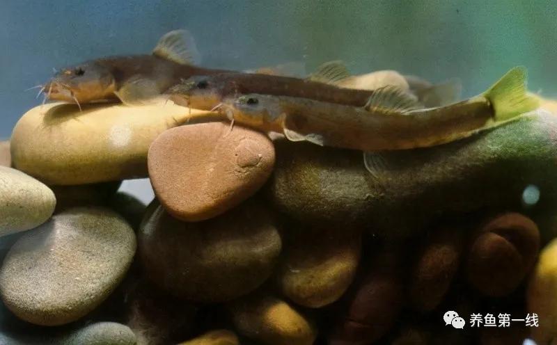 十种常见的水生动物,鳅科动物图片