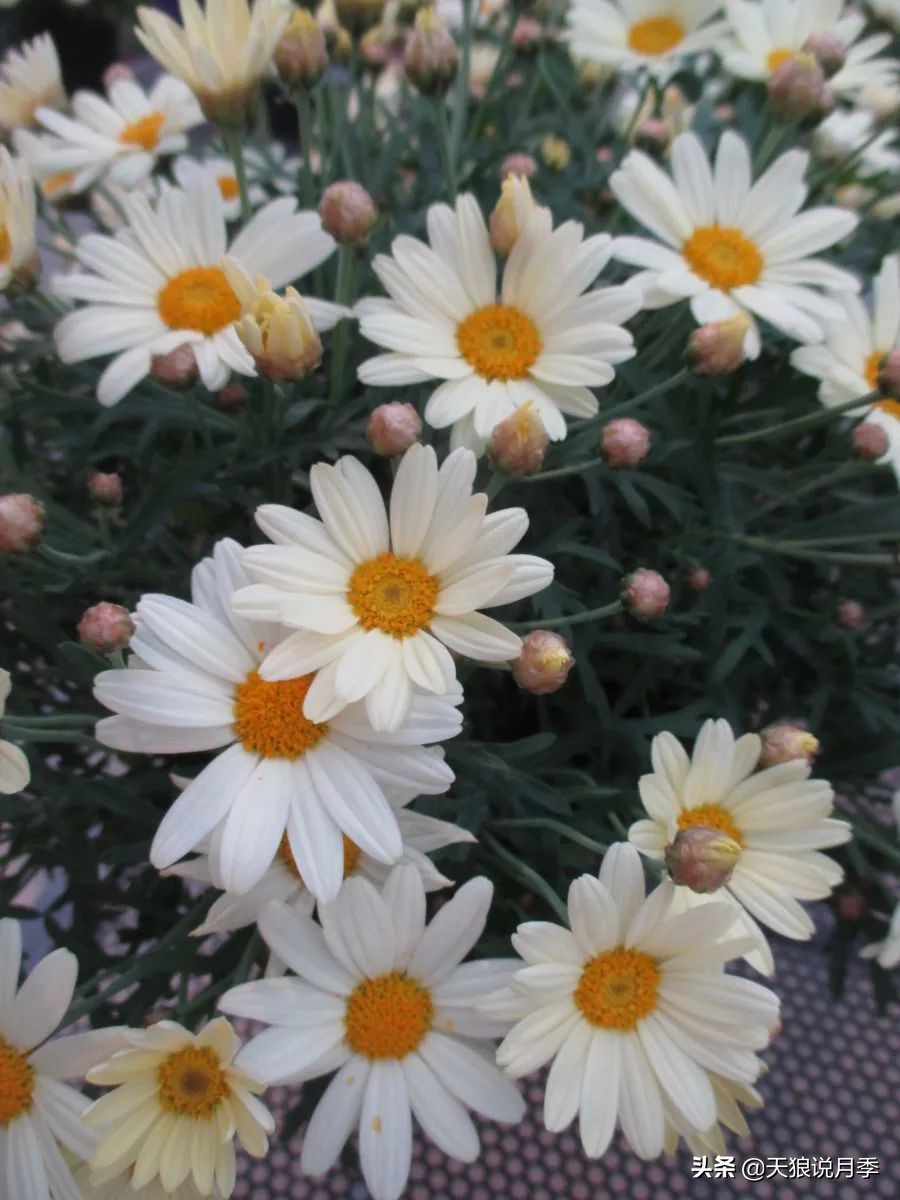 盘点每个世界第一关最强的植物,有哪些可以卡无敌的植物