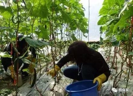 灌根药剂治根部病害,防治根腐病怎么灌根