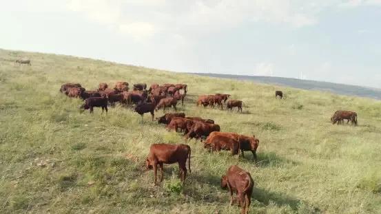 犊牛断奶后散养多久再拴养,散养犊牛怎么喂长得快