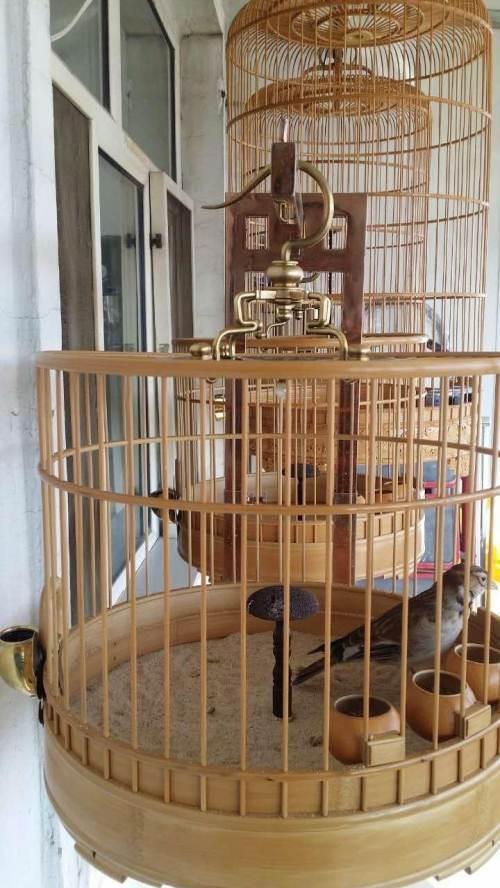 养鸟人必备技能,养鸟都需要做些什么