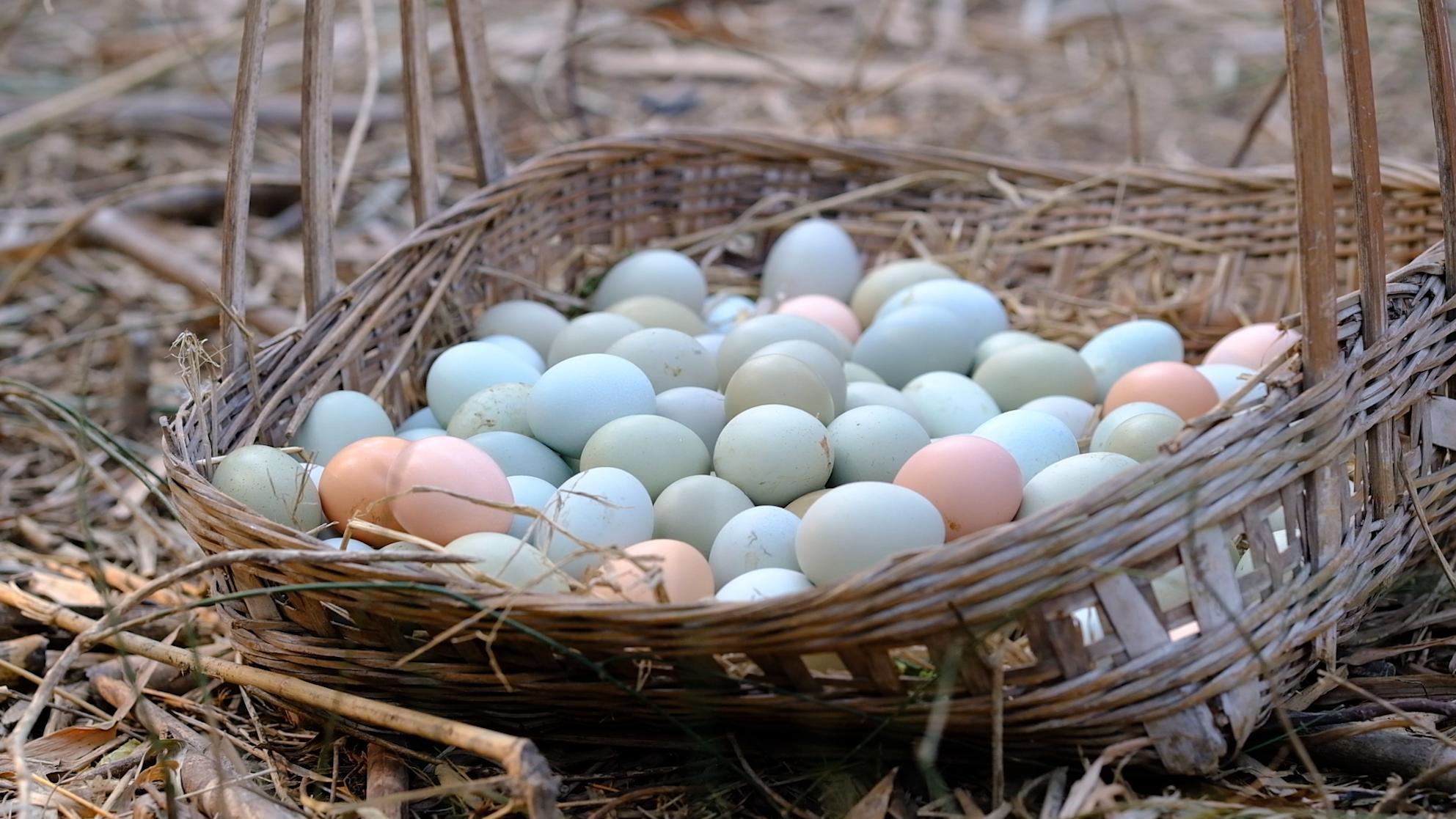 全身灰黑的鸟像鸡一样大不会飞,全身都是黑色的鸡