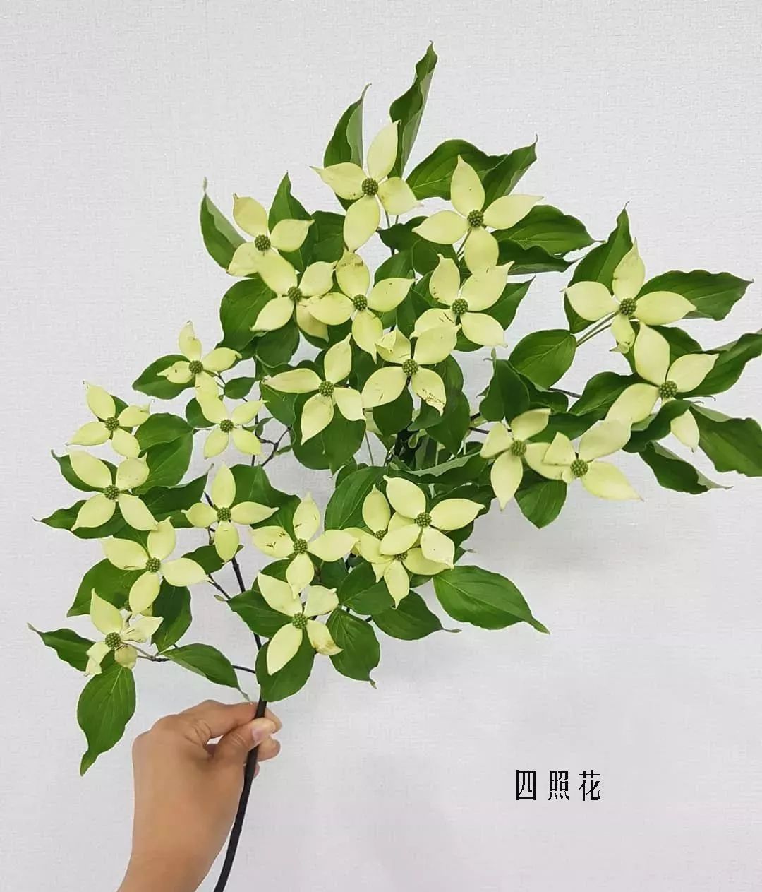 鲜花店常见花材品种大全,花店里同款的两种不同价格的花材