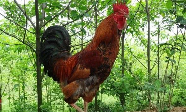 鸡为什么要鸣叫？可惜太少人知道了，值得一看