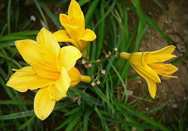 黄花菜用什么药杀青,黄花菜采摘后怎么处理烘干