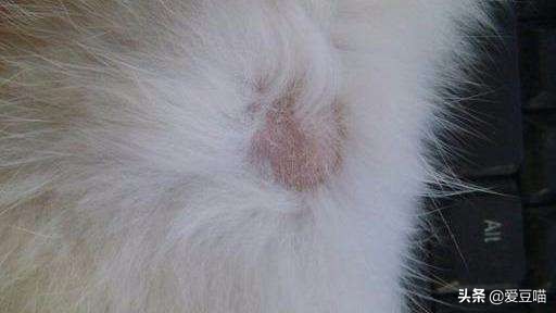 猫癣反反复复总不好怎么办,猫癣反反复复好不了怎么办