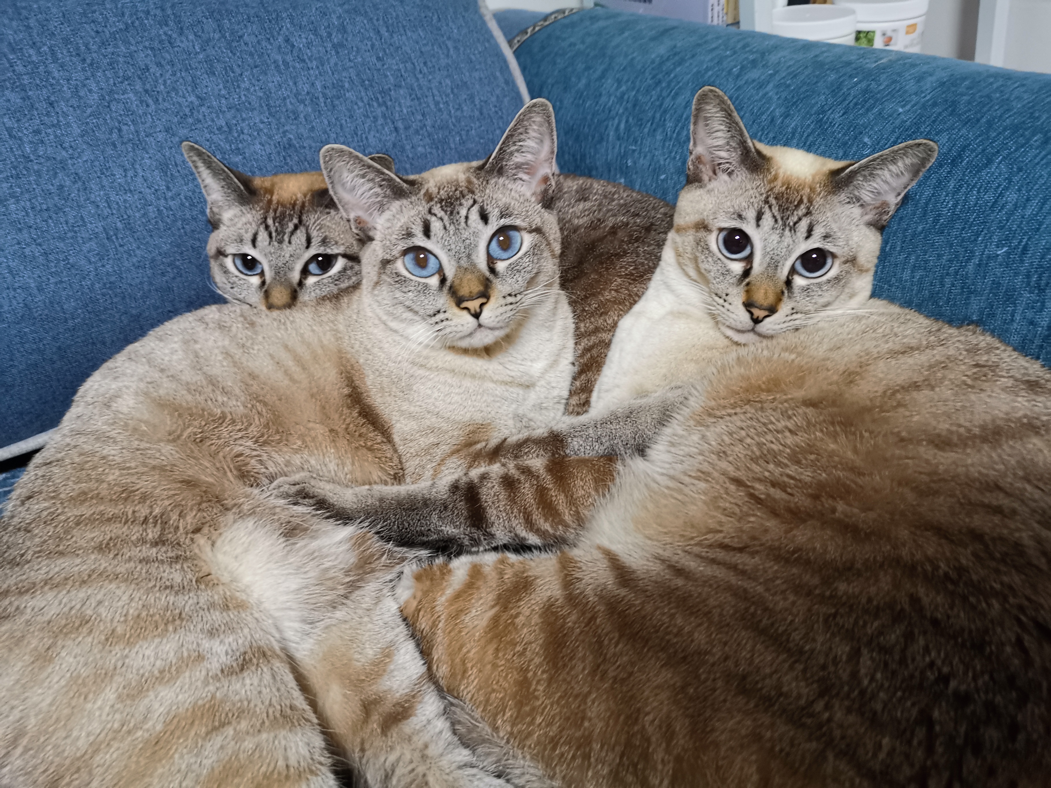 对猫无感的人适合养猫吗,对猫无感怎么回复别人的分享