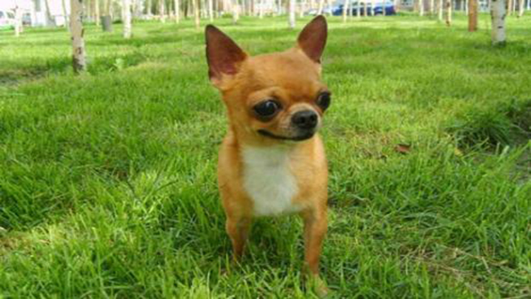 吉娃娃天生的技能,吉娃娃遛娃神器