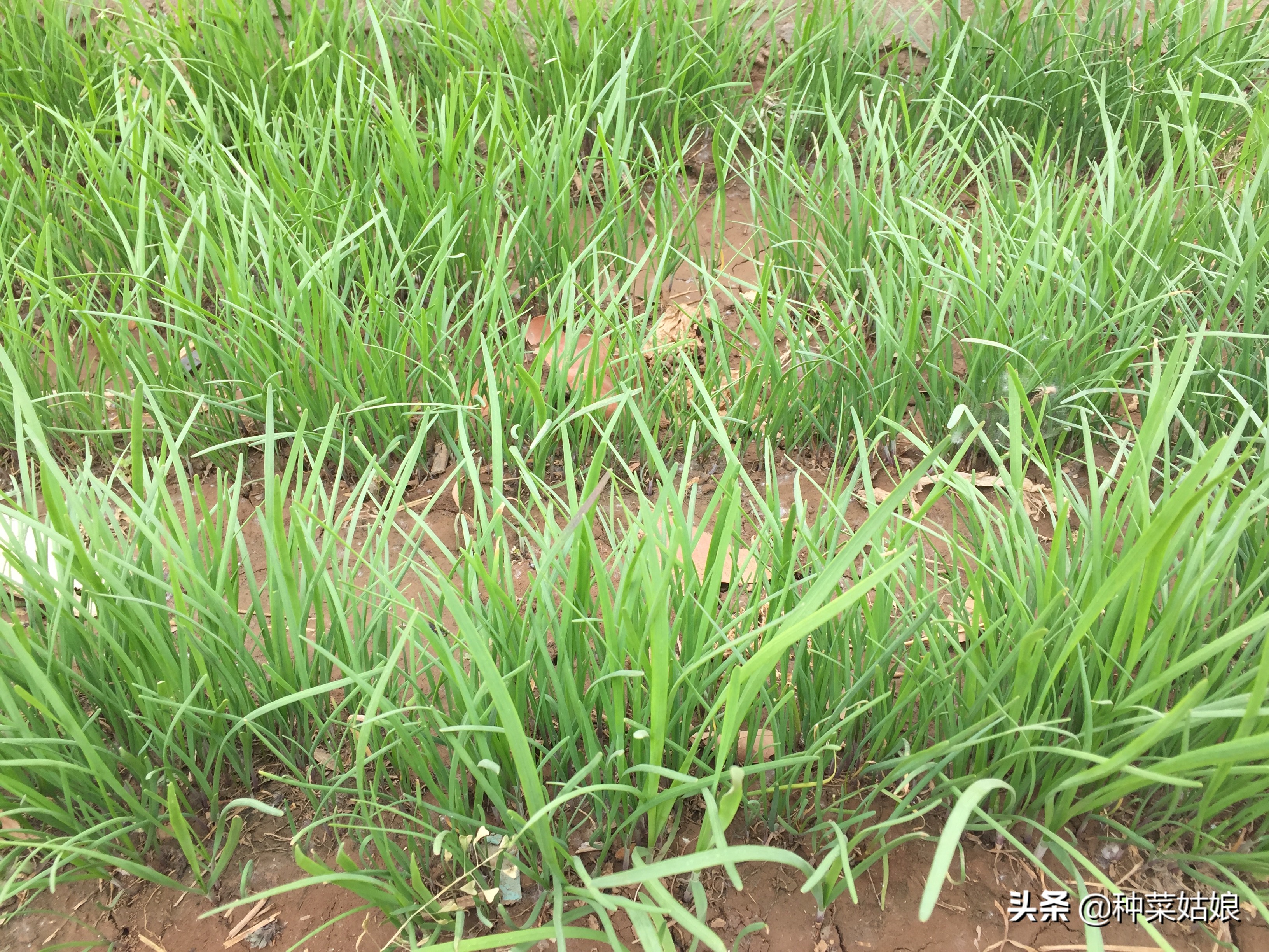 韭菜直接种好还是出苗后再栽好,种韭菜定植四项要点