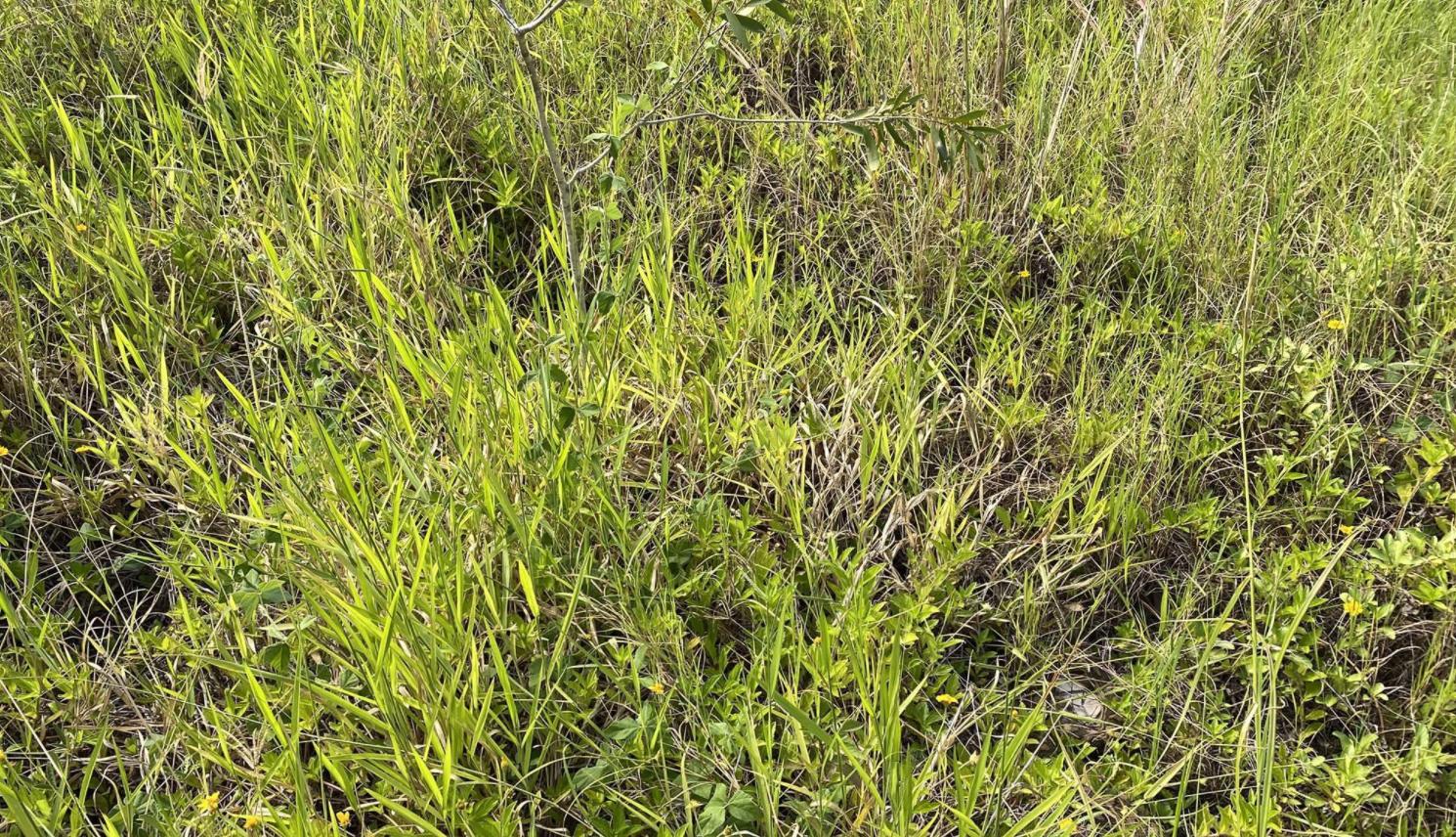 蛇会报复和记仇吗,没打过蛇的人遇见蛇蛇会追吗