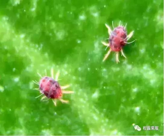 柑橘的常见病虫害和预防方法,柑橘新叶卷曲是什么虫害如何防治