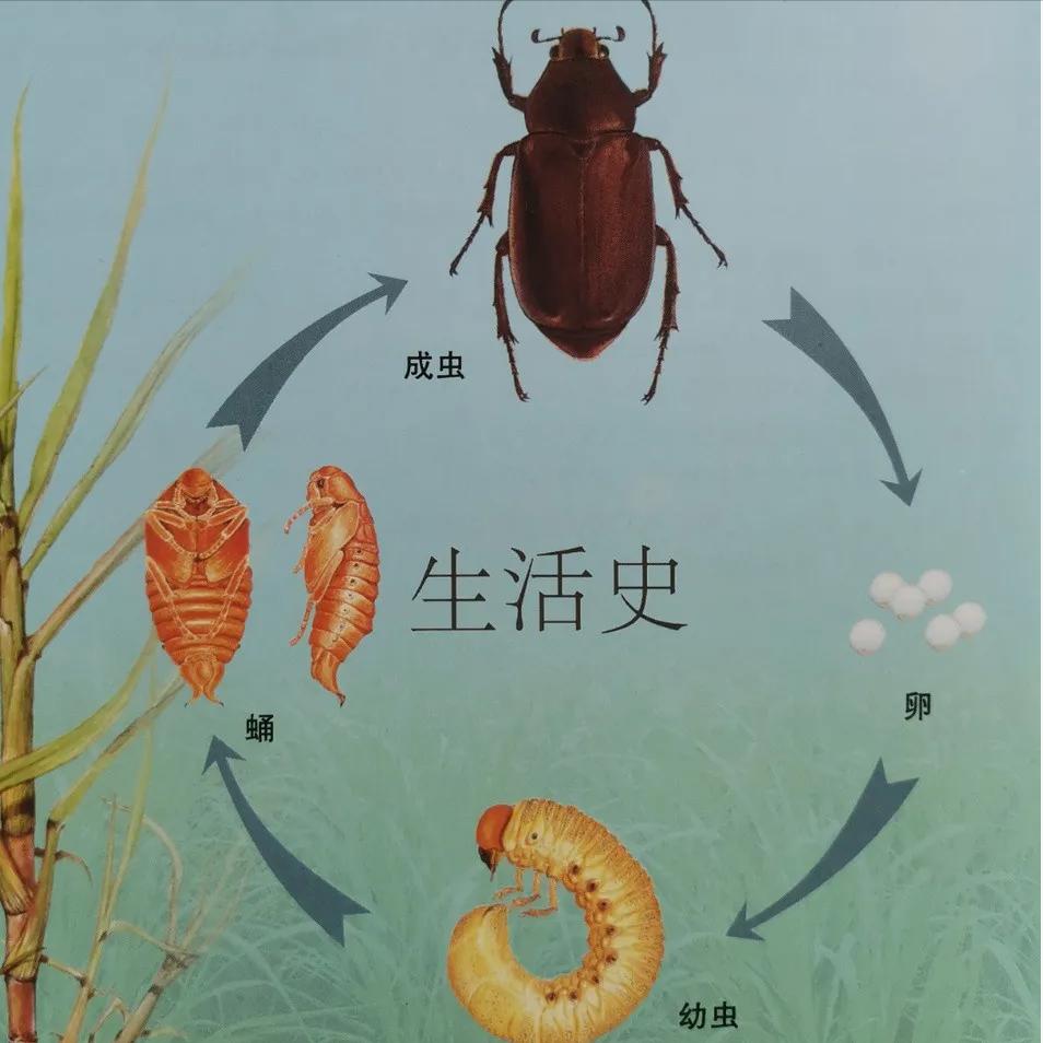 淡水龟的防治方法,猪鼻龟病虫害防治