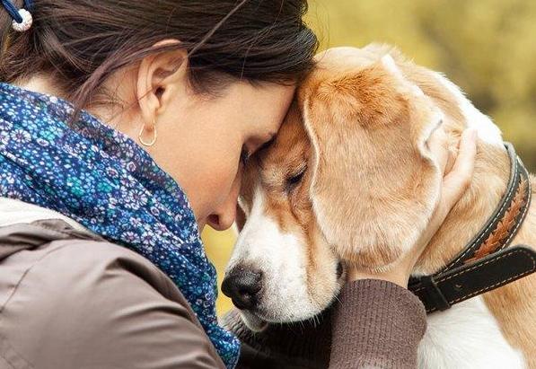 狗狗细小临终前的5个征兆,狗狗在临终前为什么会躲起来