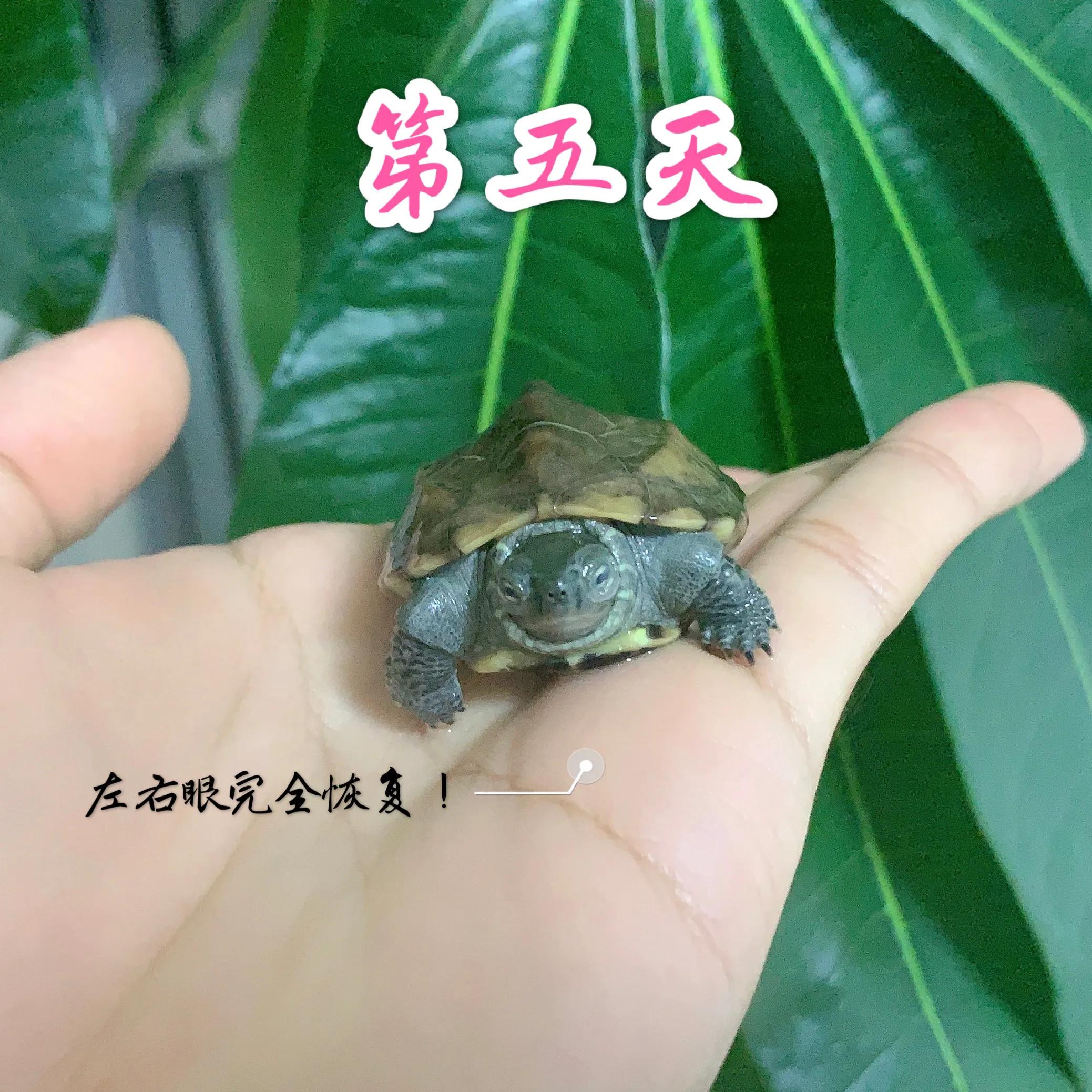 【养龟日记】乌龟白眼病🐢五天痊愈！