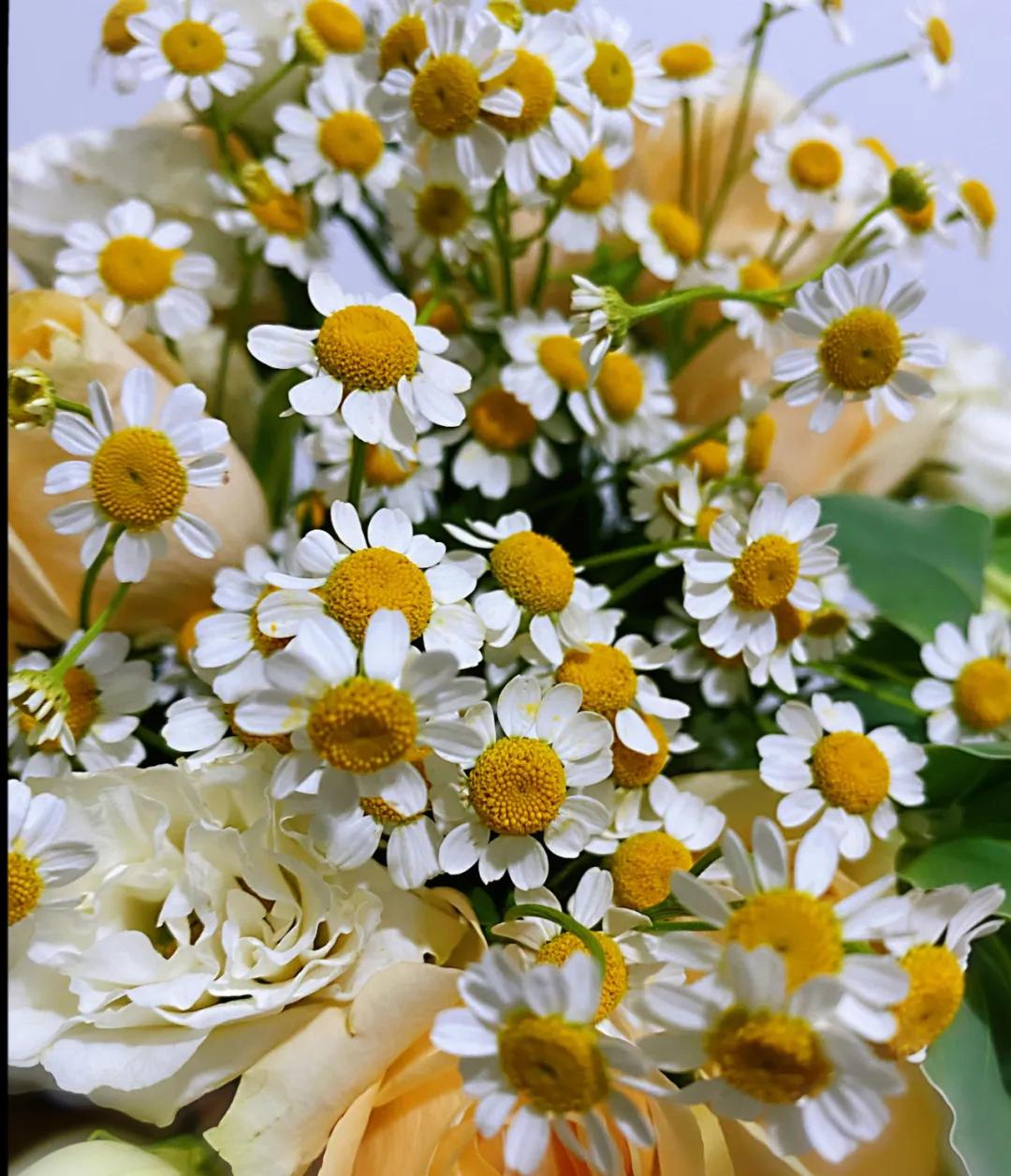 洋甘菊抗衰老精华,洋甘菊的神奇功效