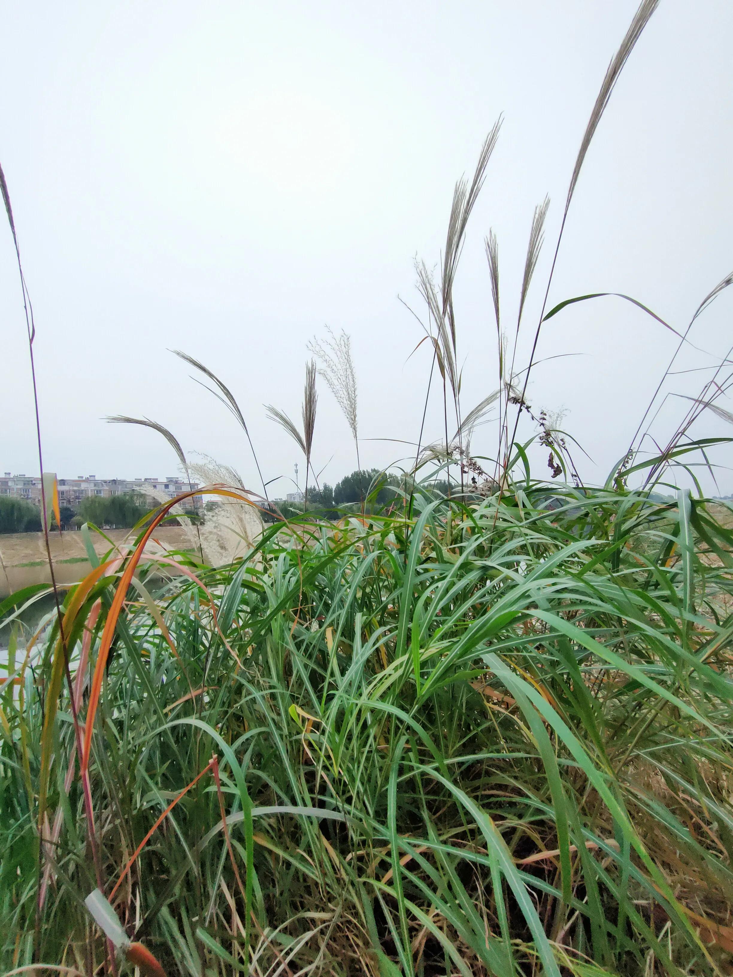 安阳县安丰乡东稻田,安丰乡东稻田