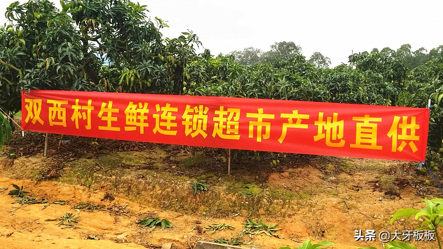 做水果电商在哪里拿货比较好,做水果电商比较好的牌子