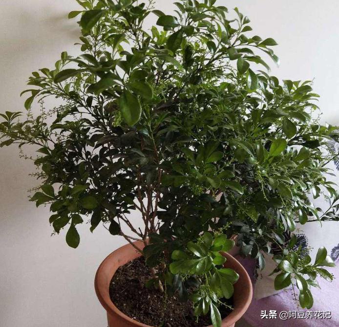 小米兰品种,小米兰适合在院里养