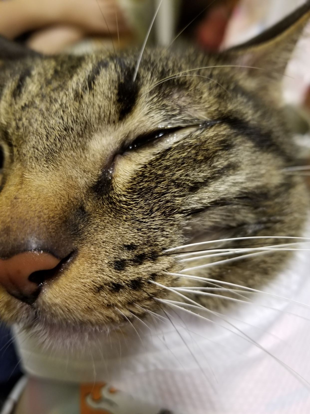 褰卞笣鐚挭婕旀妧鍙ｅ悙鐧芥搏,褰卞笣鐚挭