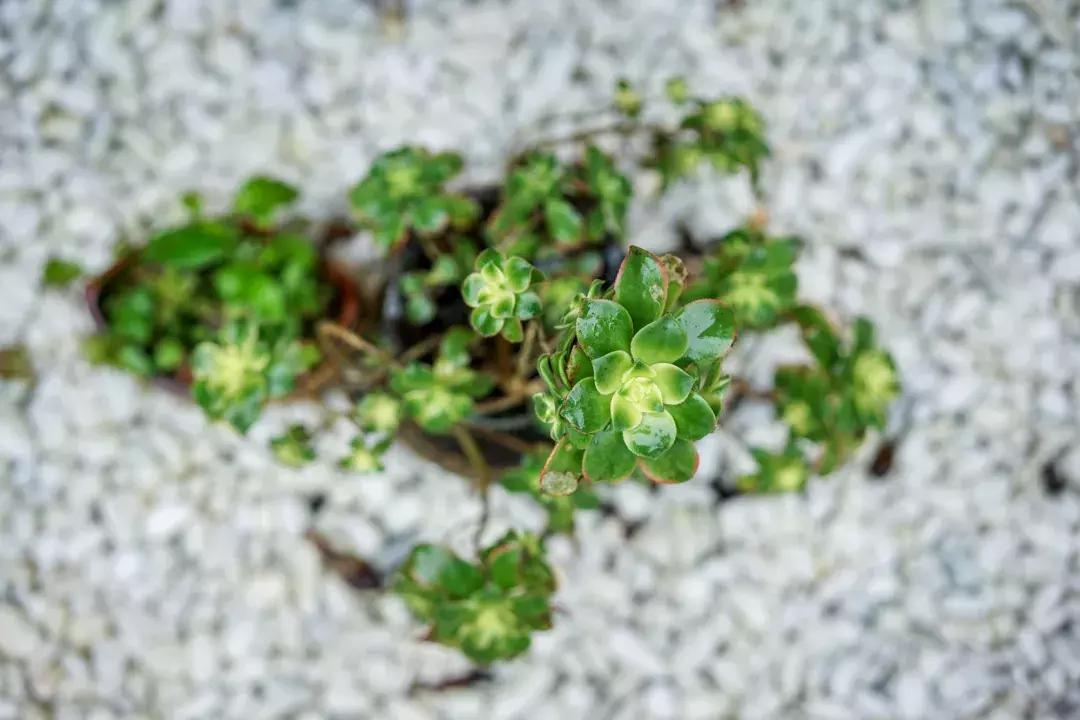 青城后山避暑农家乐,青城后山幽然居民宿