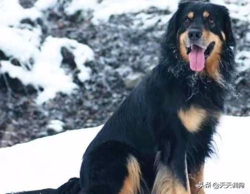 为什么德国犬种那么多,德国大型犬有哪些