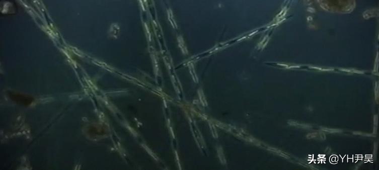 1998年美国海岸大批生物突发异样，专家共同侦查，真凶竟是天气