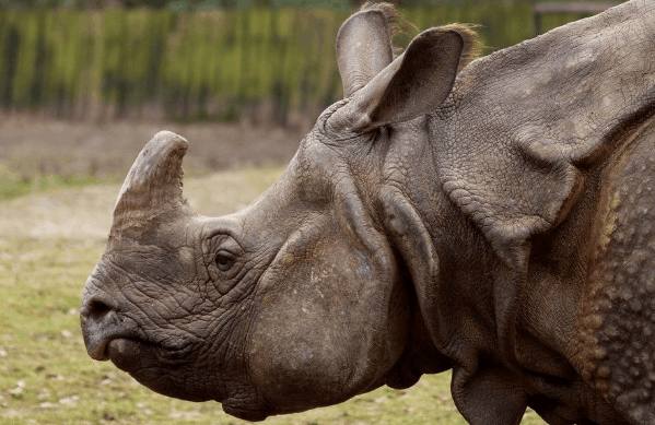 最强十大动物排名东北虎排位第一,十大最强动物战斗力排行榜