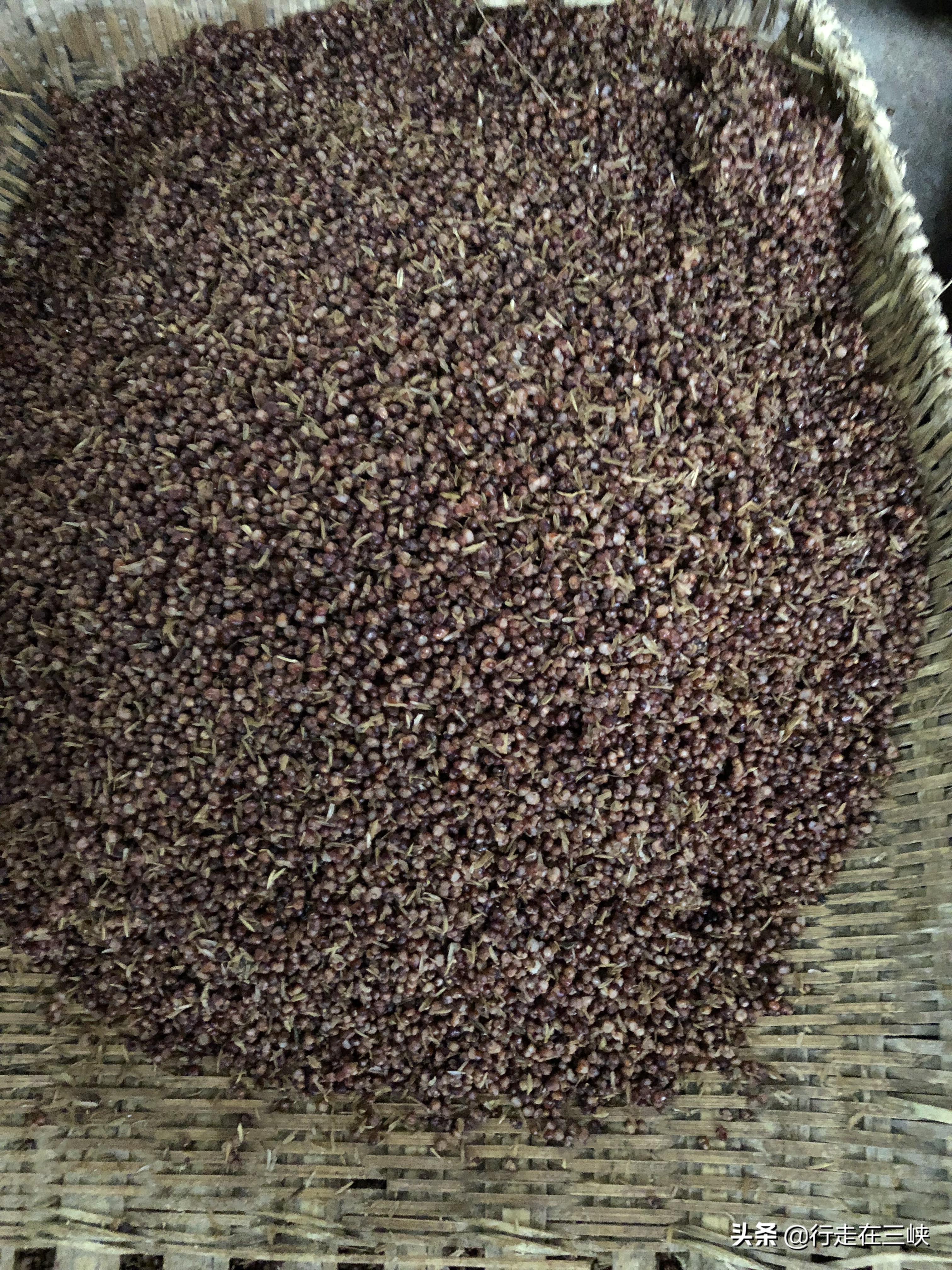 白酒酿出来就能喝吗,白酒刚酿出来就变浑是什么原因