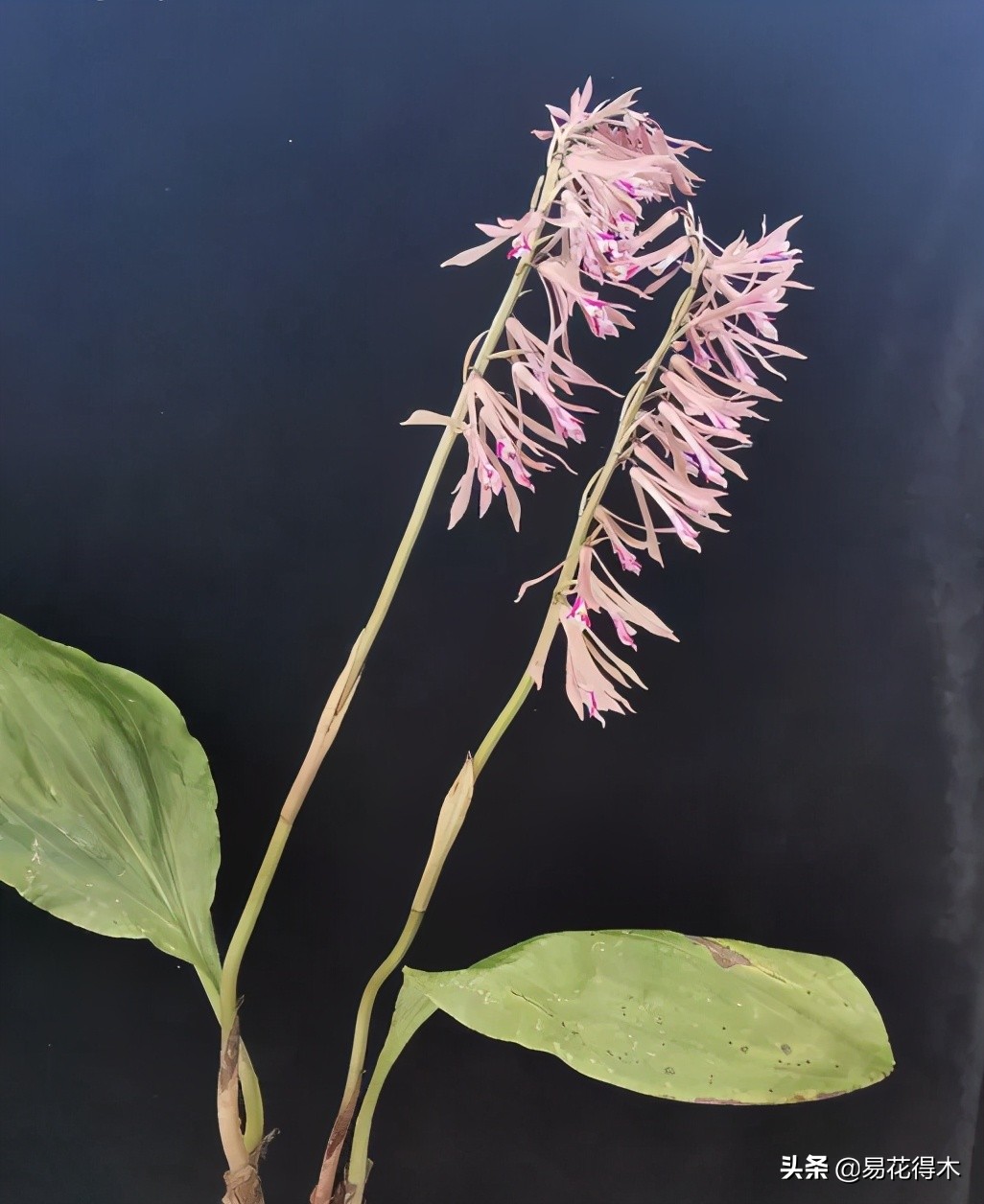 杜鹃兰属于几级保护植物,杜鹃兰品种图片