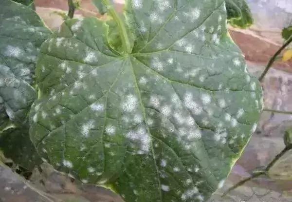 怎么判断小麦白粉病,白粉病防治妙招最佳方法