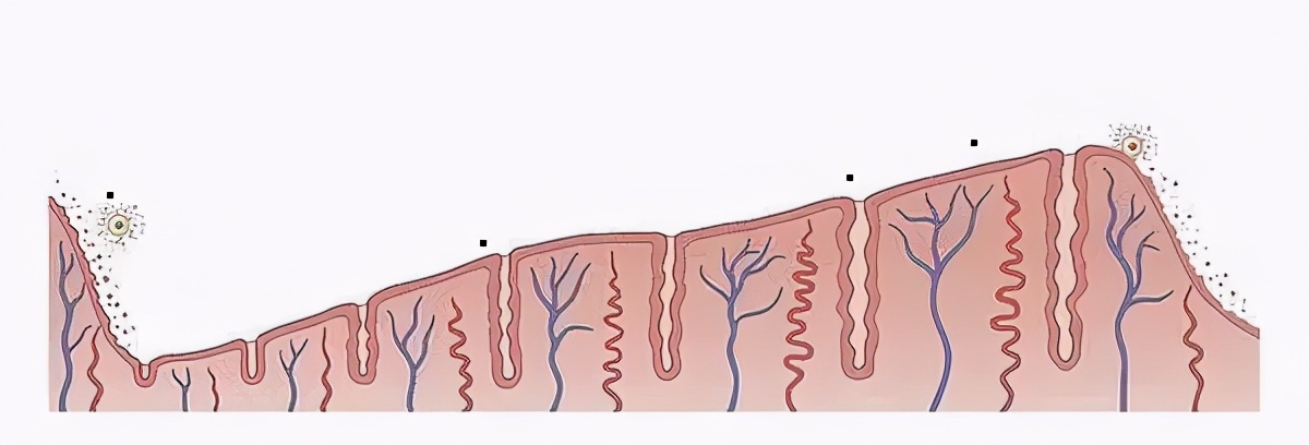 月经前后子宫内膜变化,子宫内膜呈增生期变化