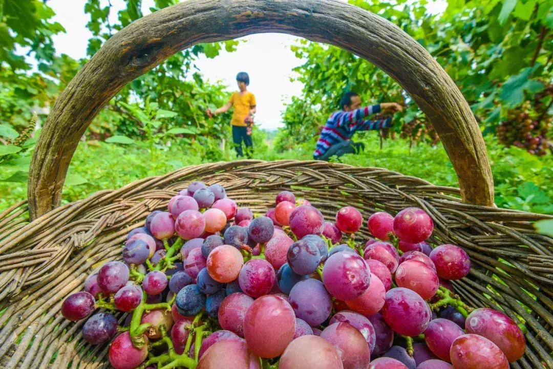 洛阳向全球推介,洛阳向世界发出邀请