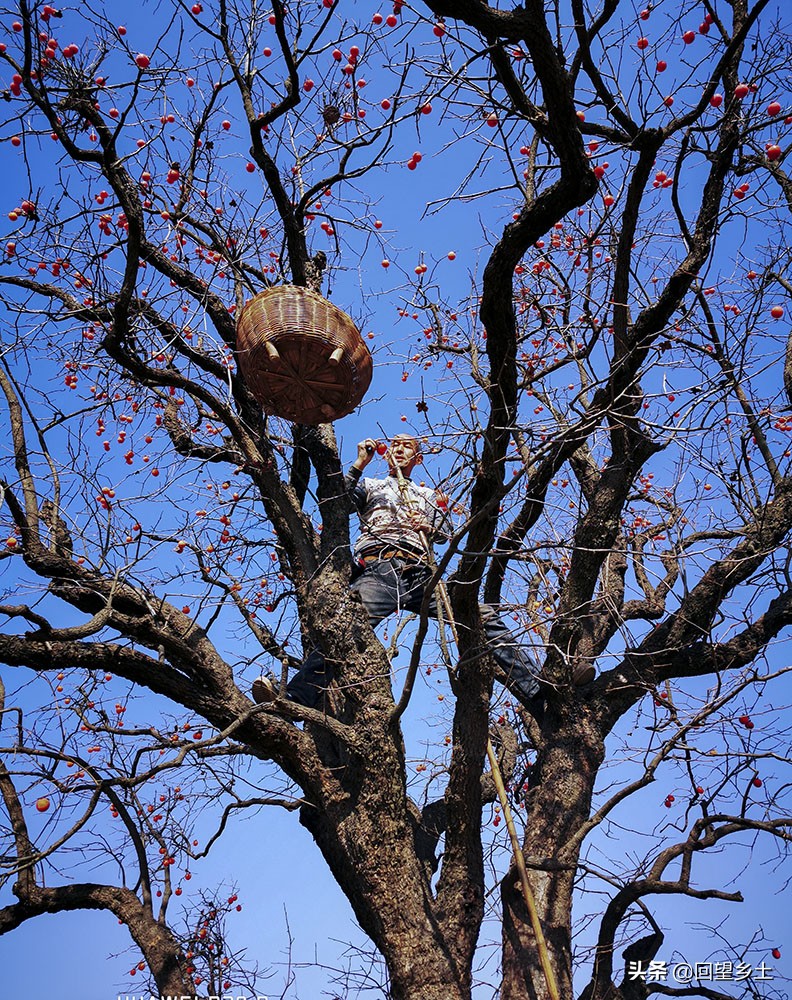 高树上的柿子怎么采摘,柿子在树上摘下来怎么弄才好吃