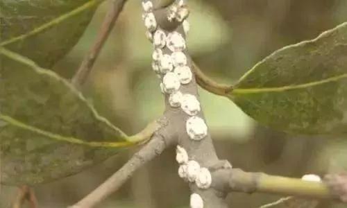 果树蚧壳虫怎样彻底消灭物理治疗,果树蚧壳虫怎么彻底消灭妙招