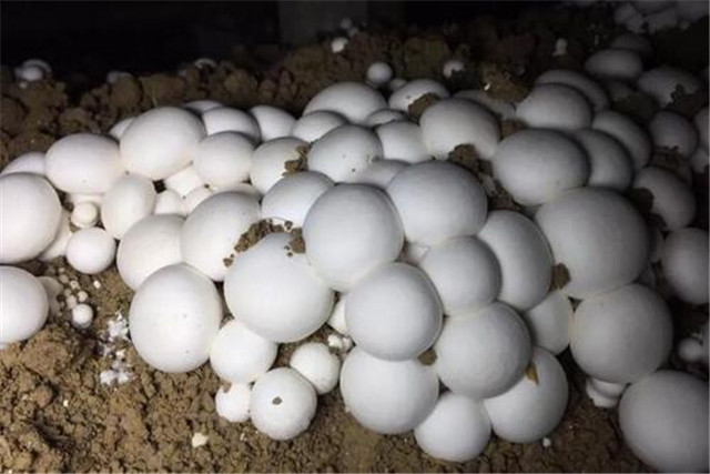 蘑菇栽培技术和管理,蘑菇栽培技术指导视频