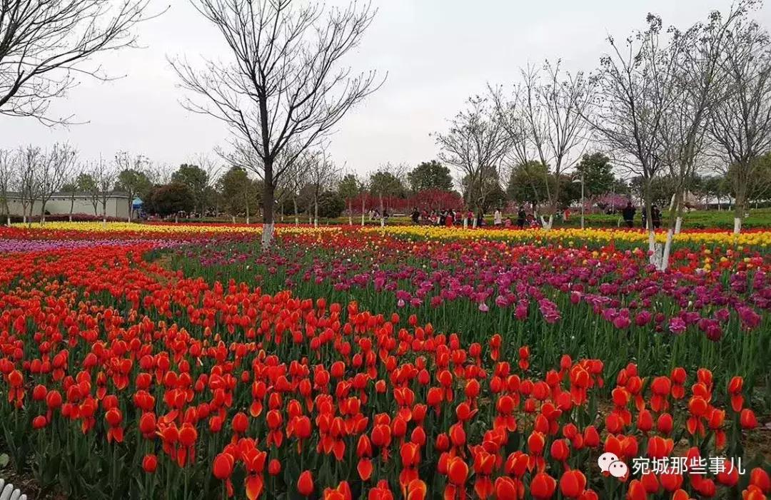 南阳老徐,河南南阳老徐最新视频