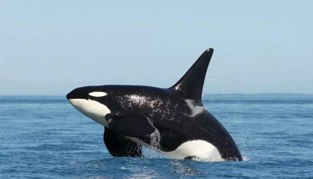 企鹅除了在南极南半球还在哪里,南极有哪些企鹅一起生活