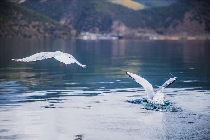 消失的地平线上的“香巴拉”和“女儿国”（二）