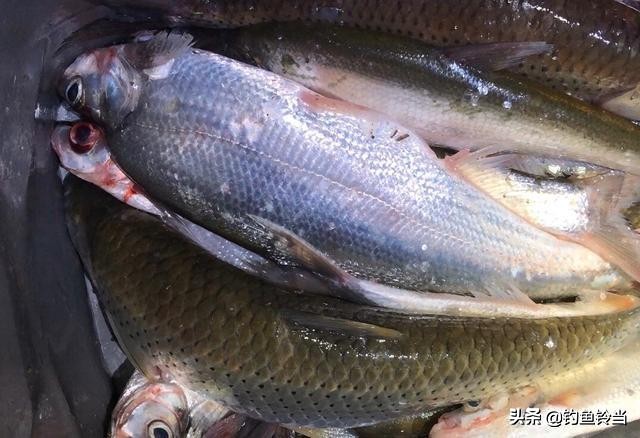 手竿钓翘嘴鱼方法与技巧,手竿翘嘴鱼怎么钓最好