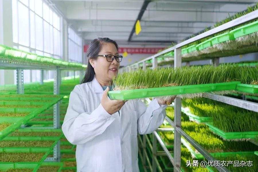 不用土壤不用肥,一张白纸种芽菜!张桂琴:小芽菜成就新型农业大梦想