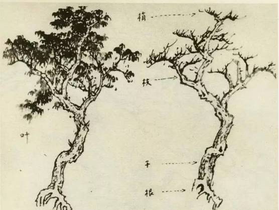 画树教程,怎么画树好看又超级简单