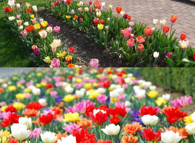 园林花卉学有哪些基础知识,园林花卉学书籍