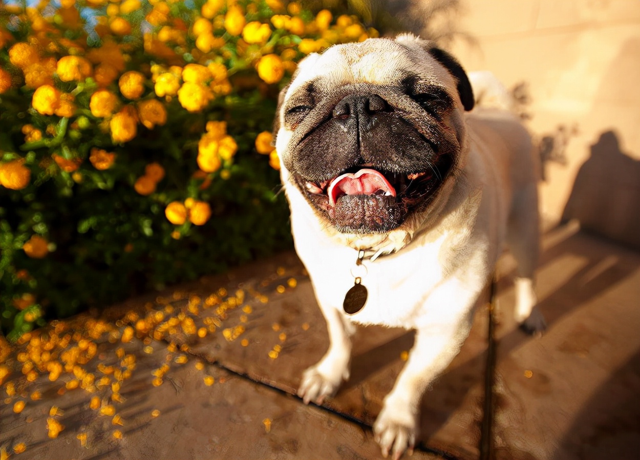 巴哥冷知识,巴哥狗小知识